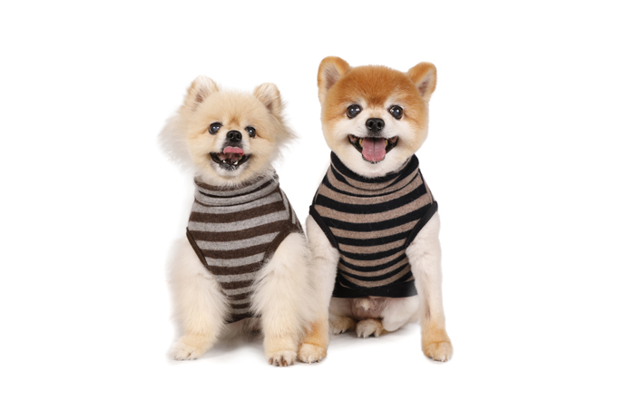 Dog Wear Brand Free Stitch