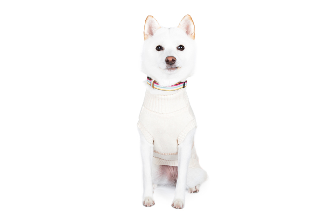 Dog Wear Brand Free Stitch