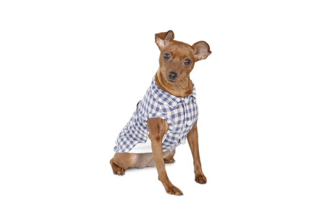 Dog Wear Brand Free Stitch