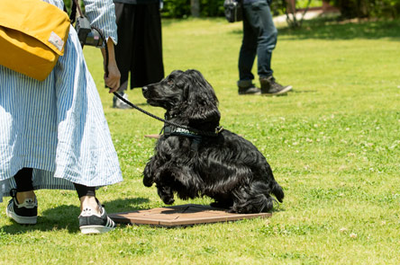 Cocker Spaniel Festival 2018 A&W会場レイクウッズガーデン-ひめはるの里-ご紹介