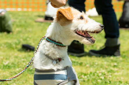 Jack Russell Terrier Festival 2018 会場レイクウッズガーデン-ひめはるの里-ご紹介