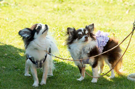 Chihuahua Festival 2018 会場レイクウッズガーデン-ひめはるの里-ご紹介