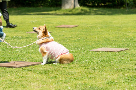 Corgi Festival 2018 会場レイクウッズガーデン-ひめはるの里-ご紹介