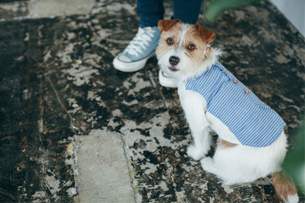 Jack Russell Terrier Festival 2019 アンバサダー(大使)募集！