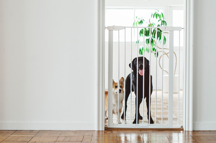 STYLISH DOG GATE