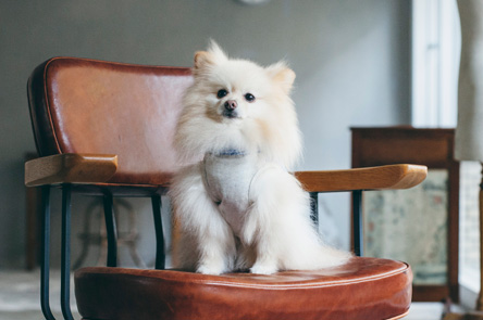 ご長寿犬表彰(Pomeranian)