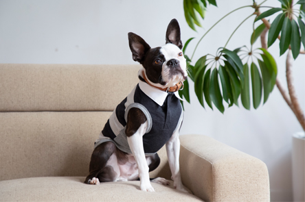 アンバサダーご紹介(Boston Terrier)