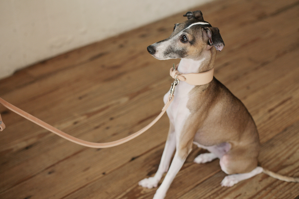 ご長寿犬表彰 Italian Greyhound Blog フリーステッチ Free Stitch