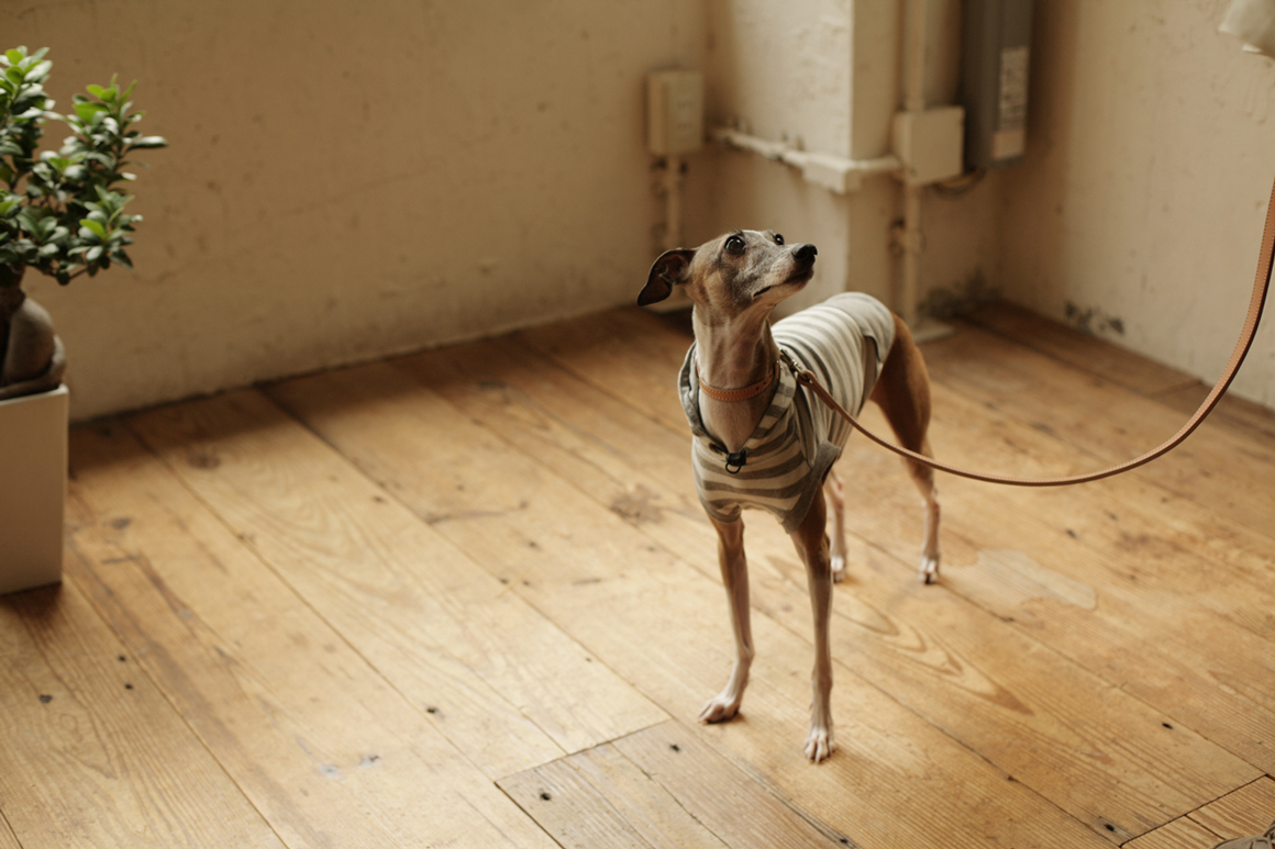 【フォトコンテスト】ビフォーアフター(Italian Greyhound)