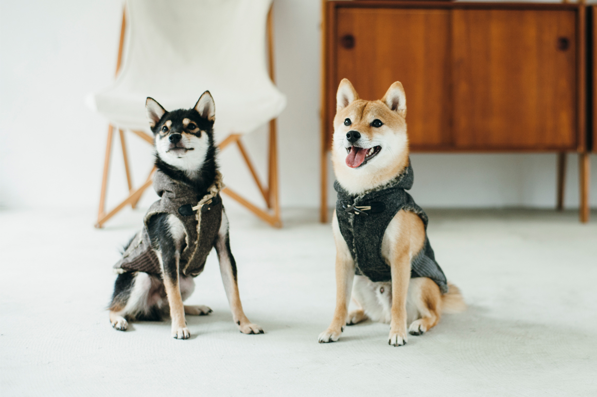 Shiba Meetup フリーステッチ Free Stitch