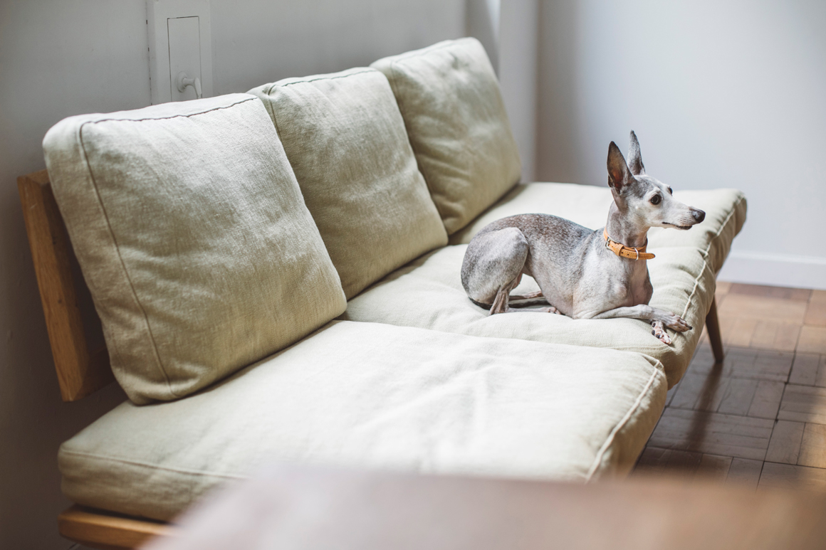 【フォトコンテスト】クリスマスプレゼント抽選会(Italian Greyhound)