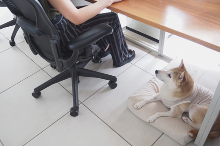 スタッフ犬が出社してくれました