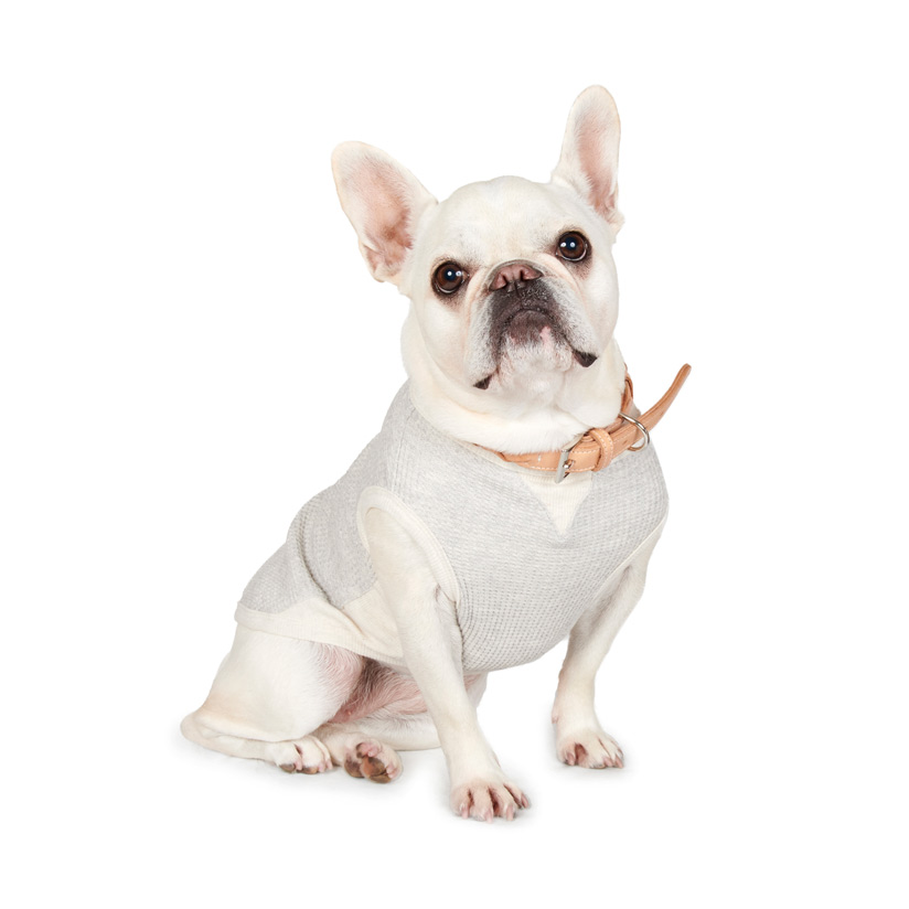 French Bulldog | meetup | フリーステッチ free stitch