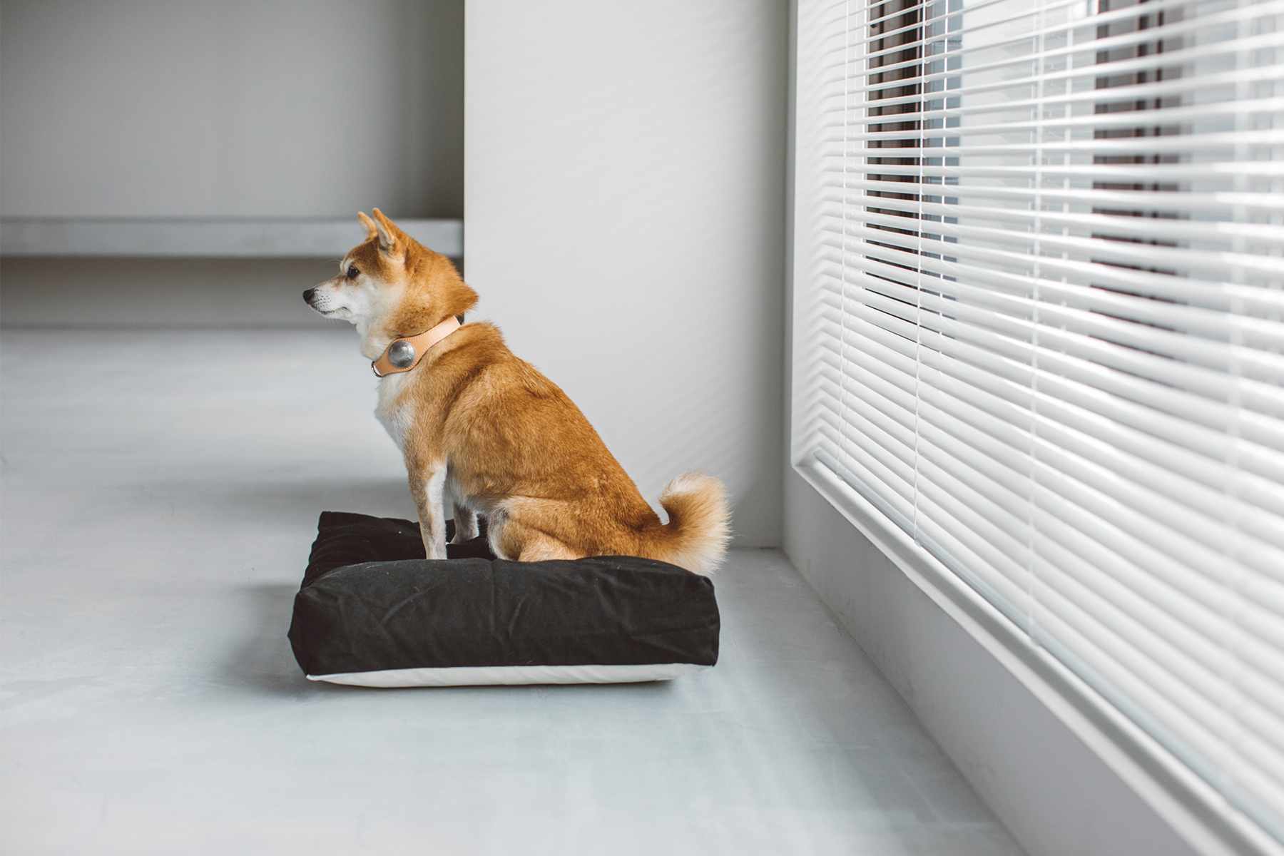 気を引き締めて飼いたい犬編