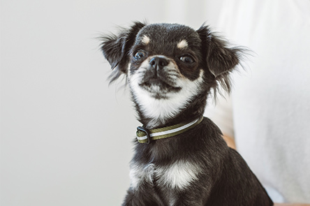 Reflective Puppy Collar