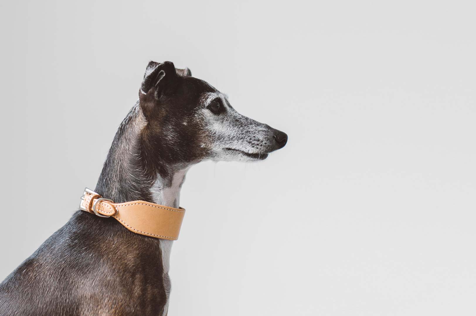 Italian Greyhound | meetup | フリーステッチ free stitch