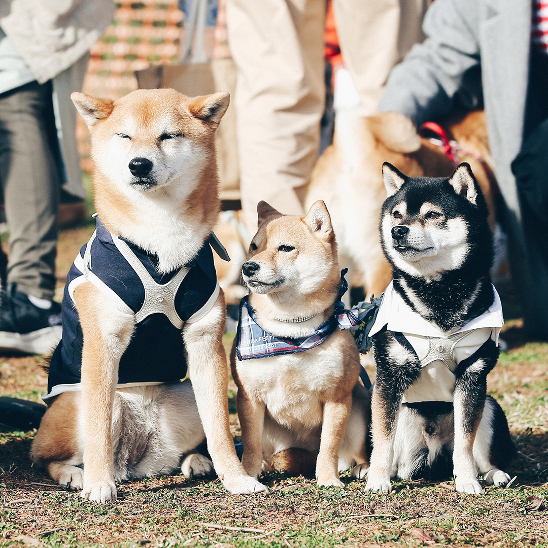 フリーステッチ　犬　イベント　しつけセミナー　お散歩セミナー　柴フェスティバル