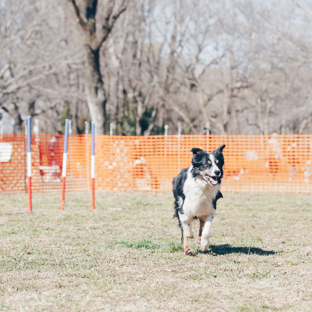 ドッグイベント　犬種別オフ会　フリーステッチ　ボーダーコリーミートアップ　アジリティ体験　ドッグトレーナー