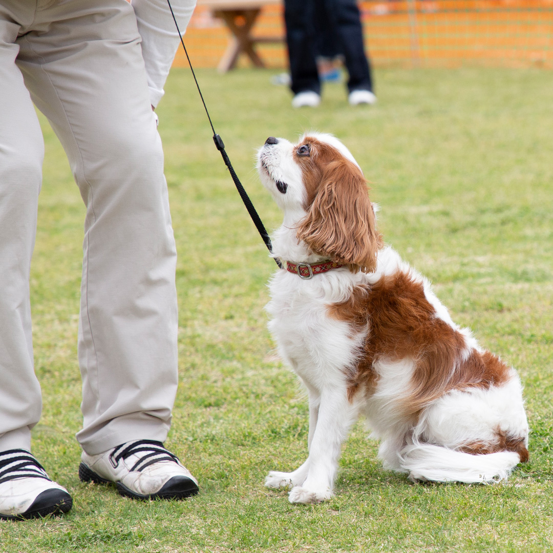 フリーステッチ　犬　イベント　オフ会　キャバリア　フェスティバル