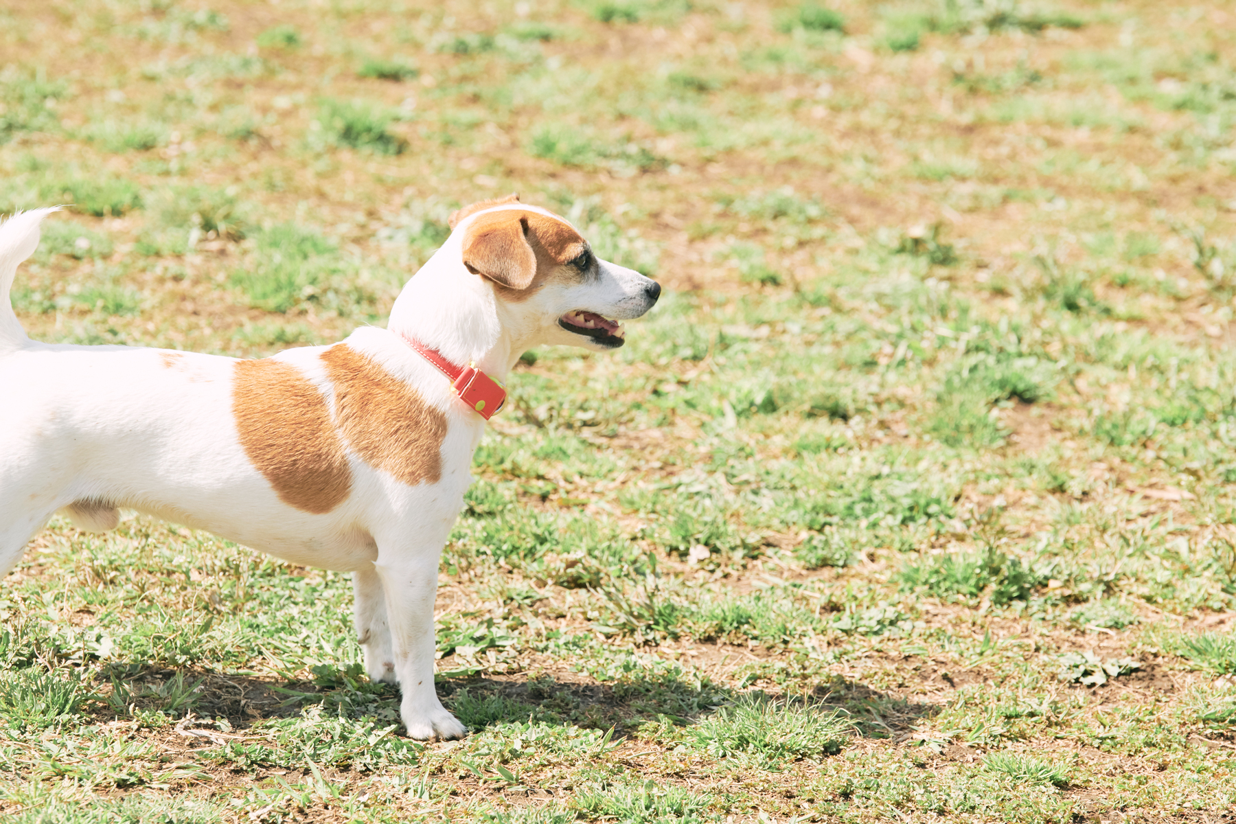 Jack Russell Terrier Festival 2023