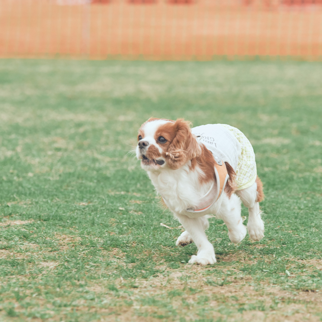 フリーステッチ　犬　イベント　ドッグラン　キャバリア　フェスティバル