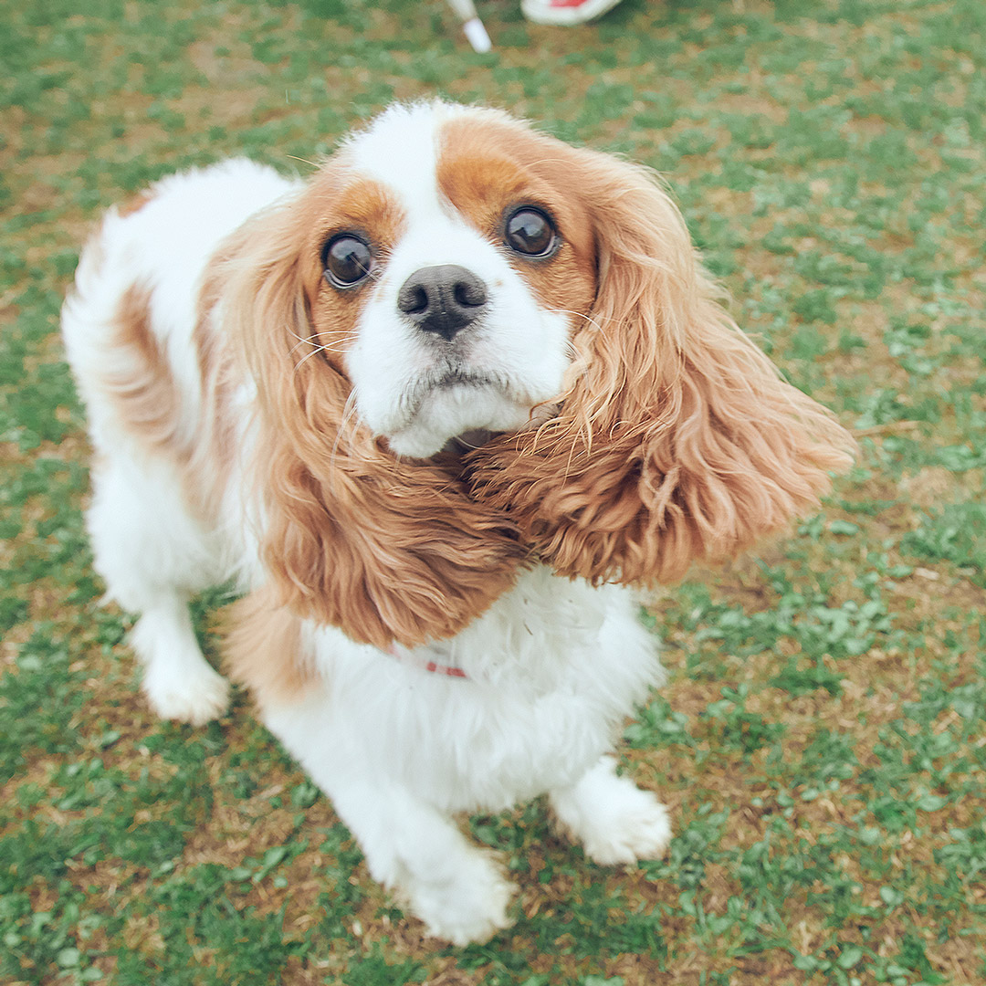 フリーステッチ　犬　屋外イベント　休日　オフ会　キャバリア　フェスティバル