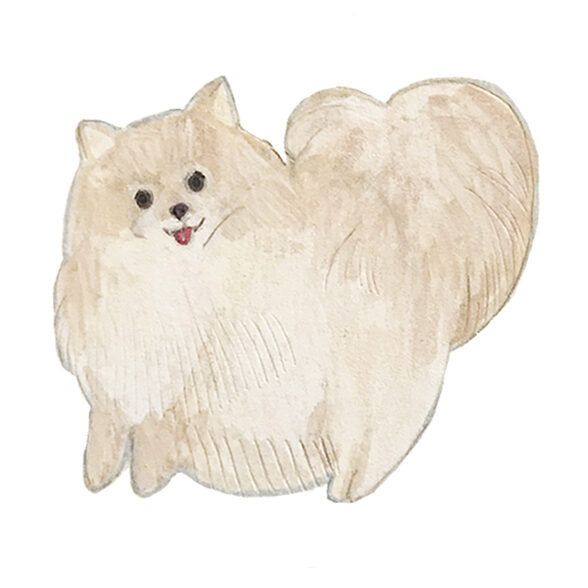 ポメラニアン　ポメ　犬　コリッチ　イラスト　coricci illustration