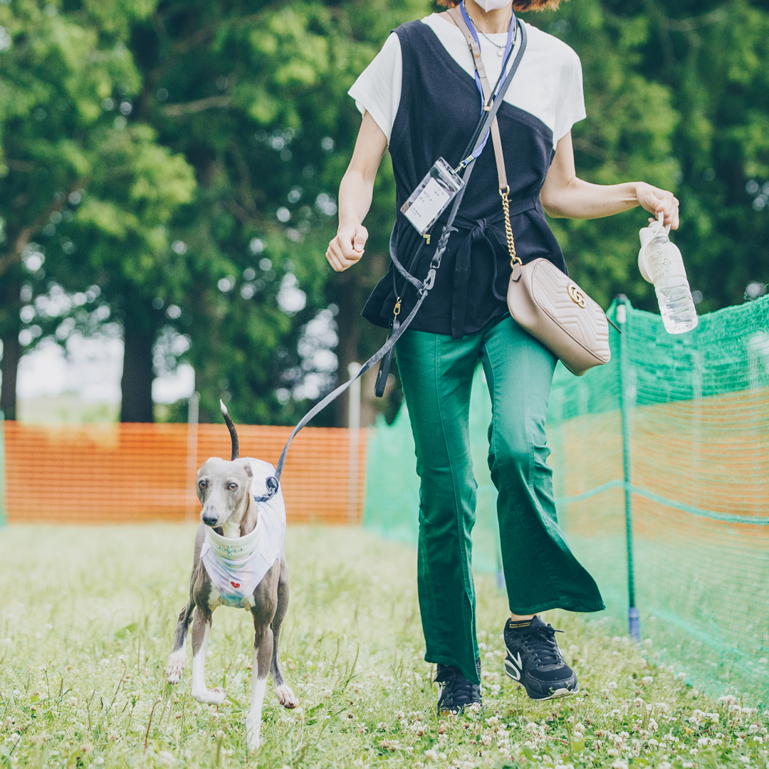 dog meet up event fItalian Greyhound festival ドッグフェス　犬　野外イベント　イタリアングレーハウンドフェスティバル　イタグレフェス　イタグレ　イタリアングレーハウンド　フェスティバル　オフ会