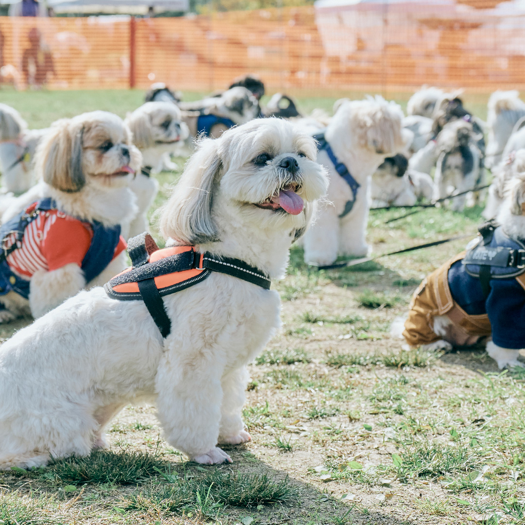 dog meet up event Shih-Tzu festival ドッグフェス　犬　野外イベント　シーズー　フェスティバル　オフ会