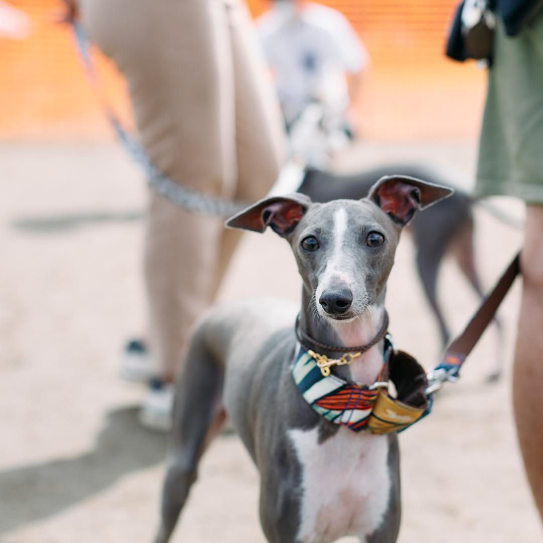 dog meet up event fItalian Greyhound festival ドッグフェス　犬　野外イベント　イタリアングレーハウンドフェスティバル　イタグレフェス　イタグレ　イタリアングレーハウンド　フェスティバル　オフ会