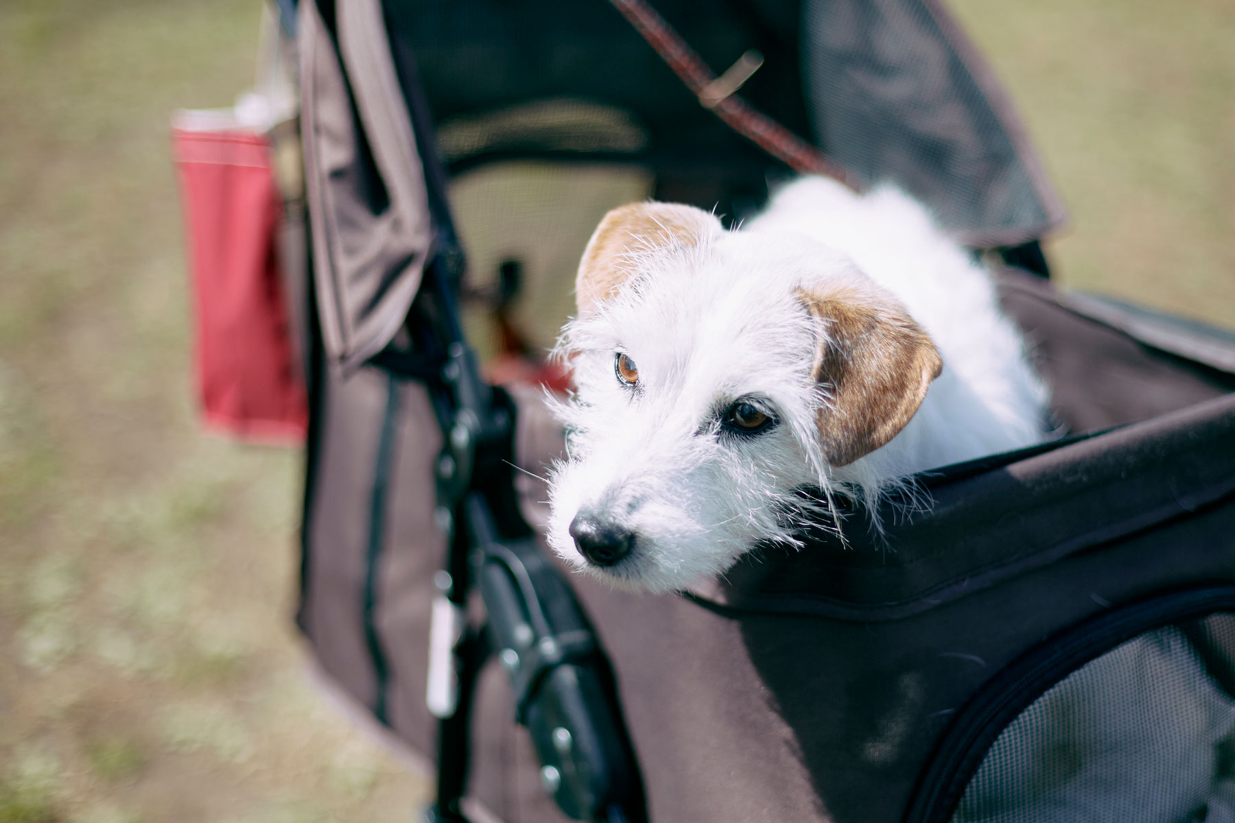 ご長寿犬表彰(Jack Russell Terrier)