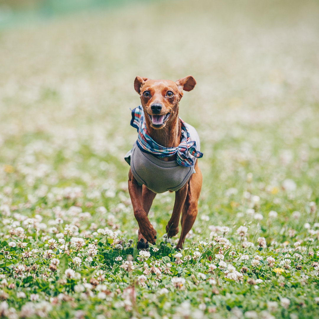 4月21日(日曜日)Pinscher MEET UP 2024 数百頭が集まる大きなピンシャーオフ会が開催決定しました！