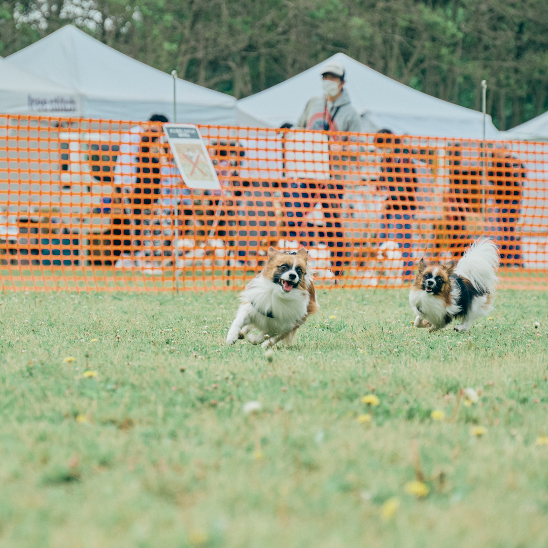 さいたま市秋ヶ瀬公園で開催！パピヨンのためのスペシャルフェスティバル(2024/5/25（土曜日）)