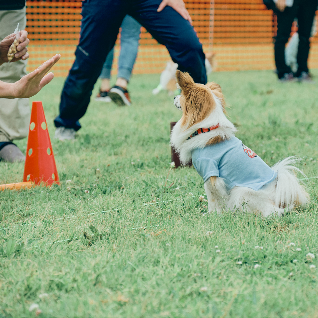 Papillon愛犬家の心温まる集まり。