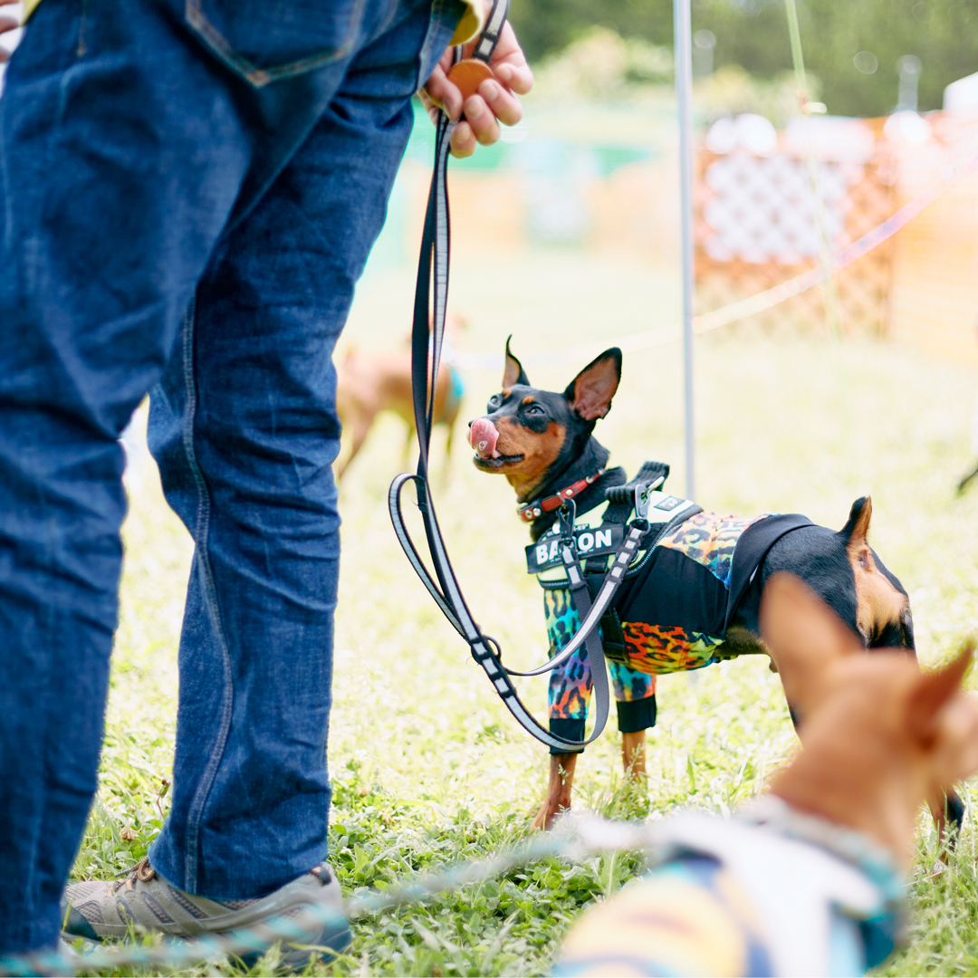 4月21日(日曜日)Pinscher MEET UP 2024 数百頭が集まる大きなピンシャーオフ会が開催決定しました！