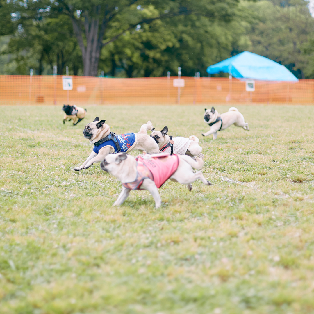 2024/5/19 に埼玉県秋ヶ瀬公園にて開催されるパグのためのスペシャルフェスティバル！