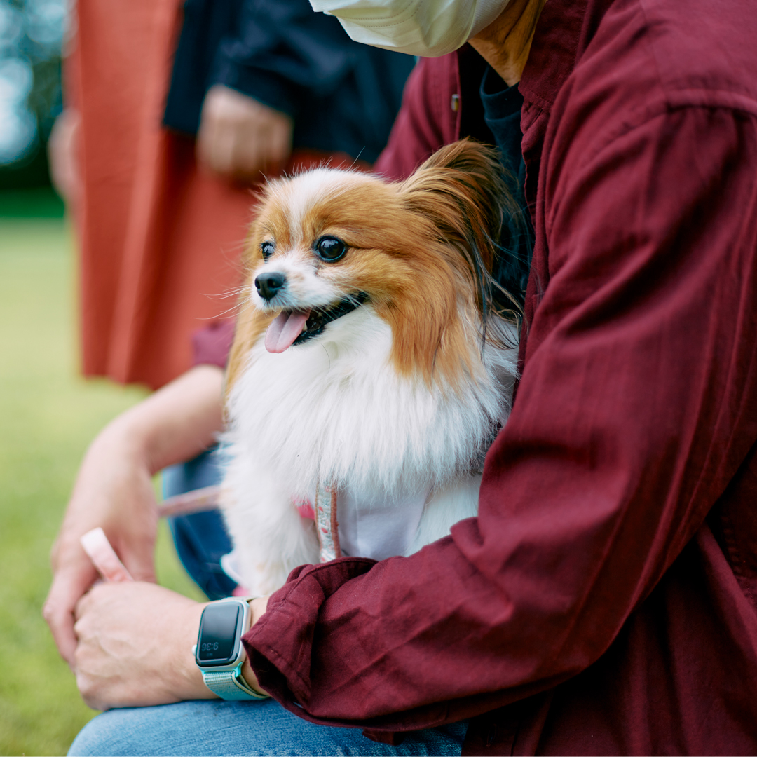 5月25日（土曜日）開催！「Papillon MEET UP」で愛犬と楽しいひとときを。