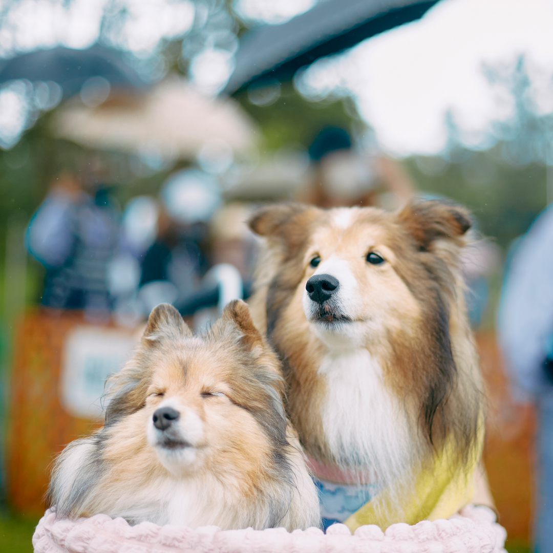 2024(5月18日)に埼玉県秋ヶ瀬公園 数百頭が集まる大きなシェルティオフ会が開催決定しました！