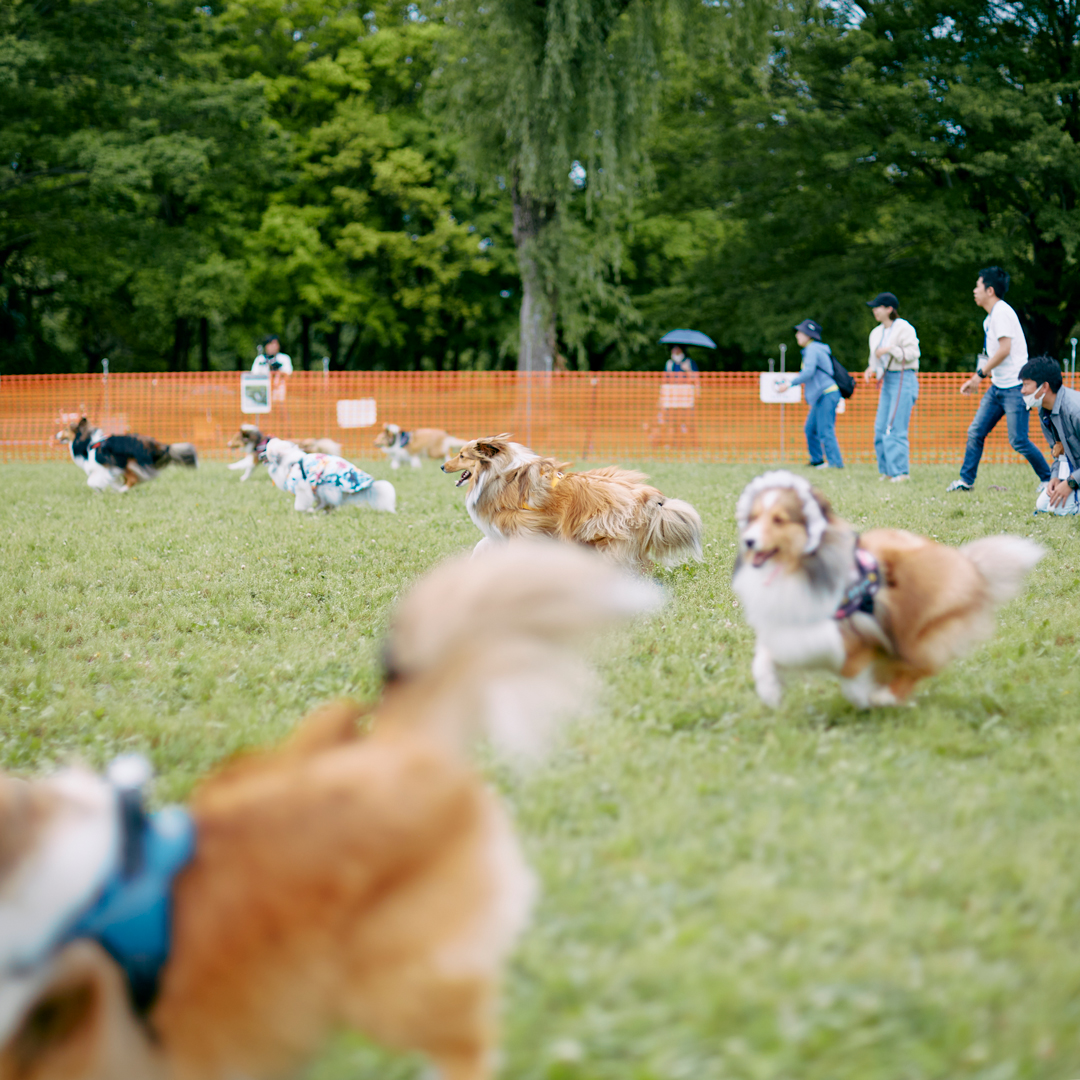 2024(5月18日)に埼玉県秋ヶ瀬公園 数百頭が集まる大きなシェルティオフ会が開催決定しました！