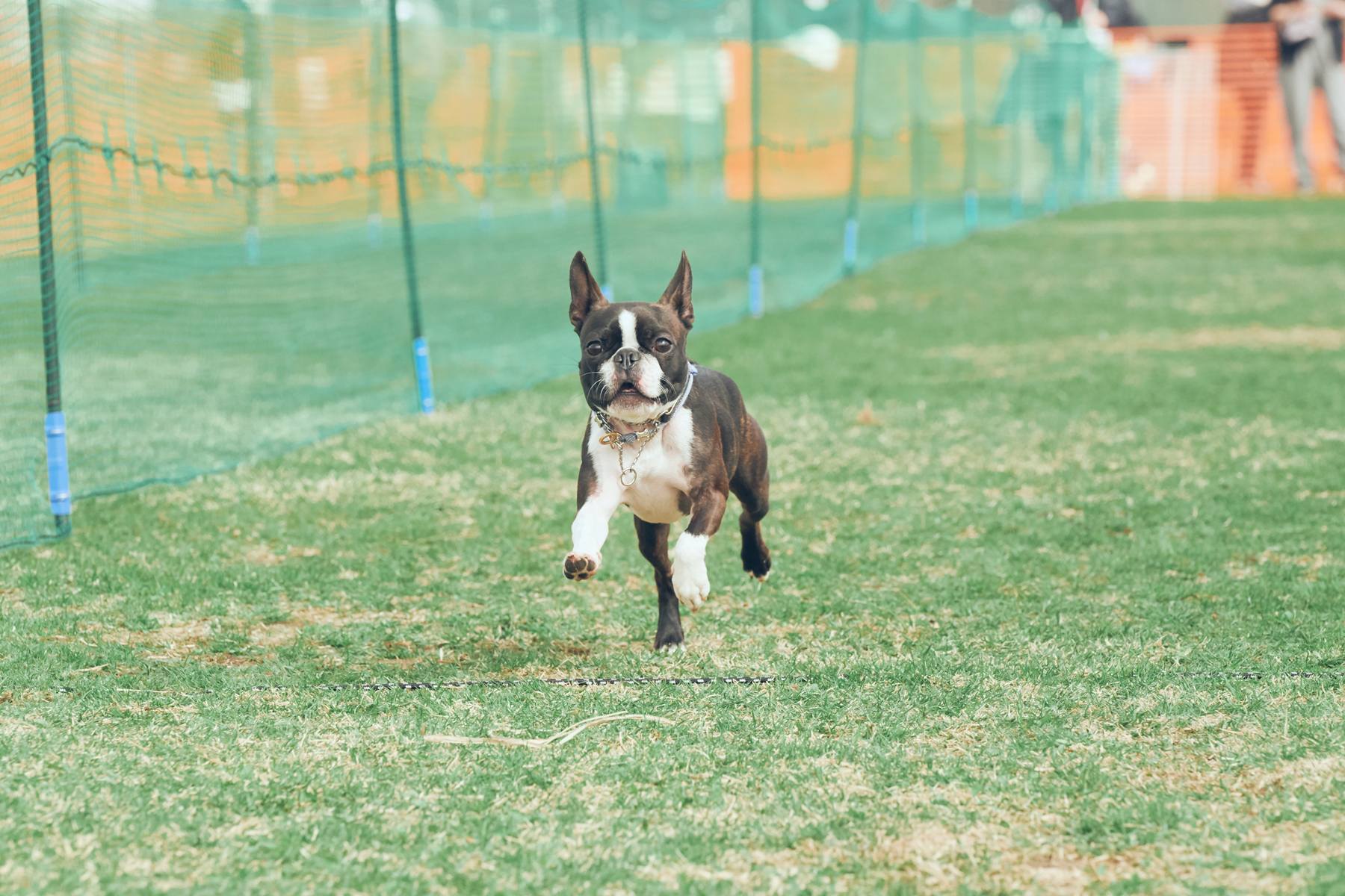 50mスプリント結果発表( BostonTerrier）