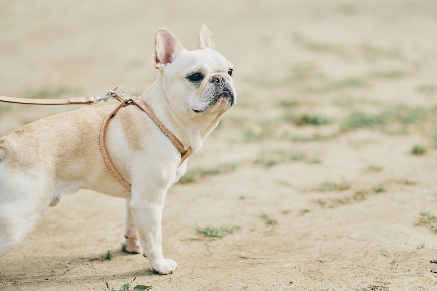 ブリーディングの歴史 10 犬種クラブの役目