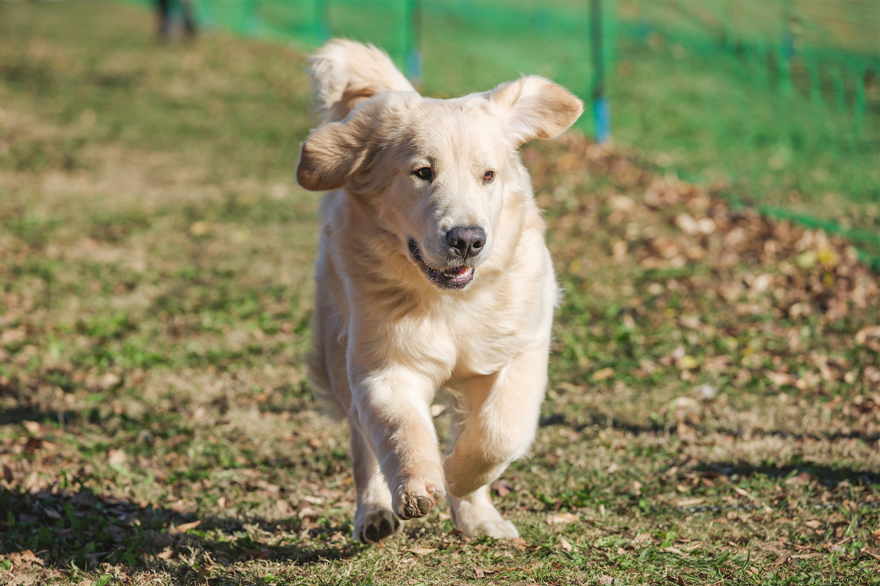 ブリーディングの歴史 8 子犬の育つ環境