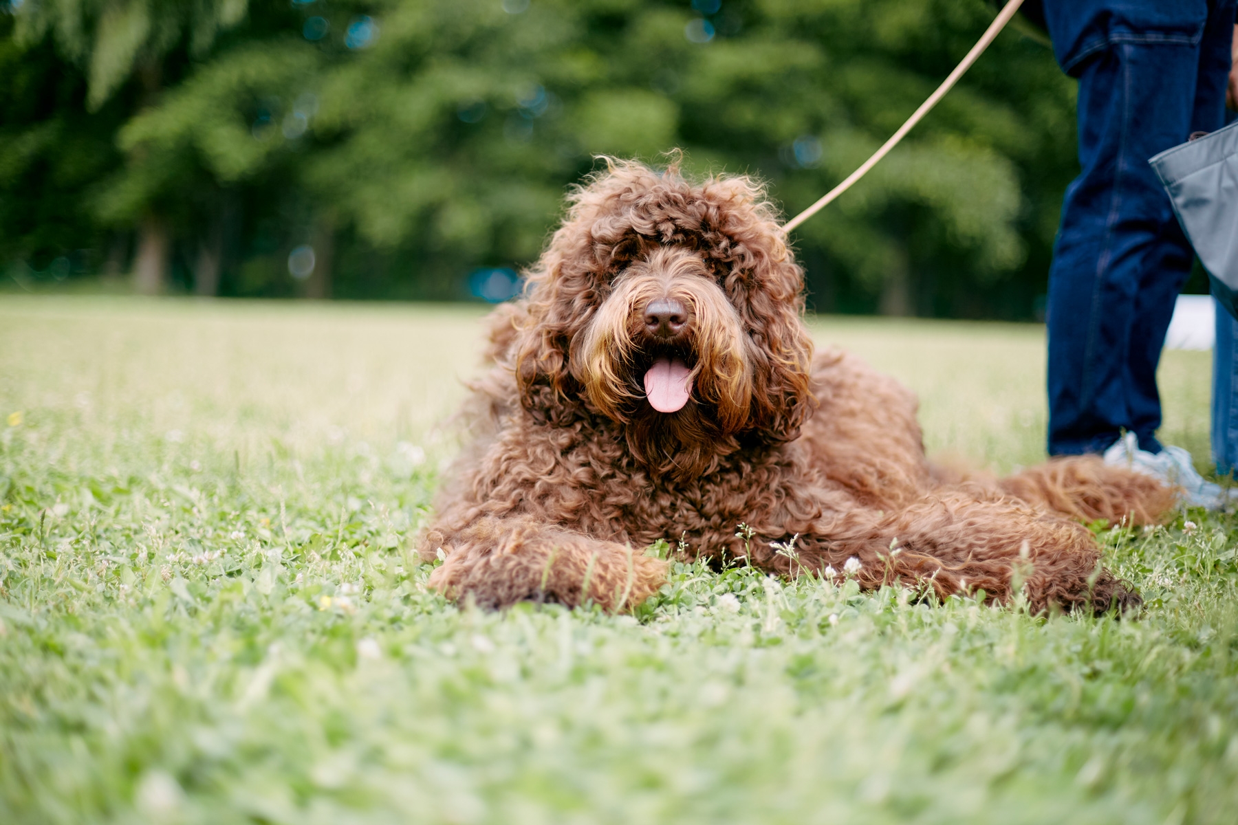 ブリーディングの歴史 11 犬種ができるパターン