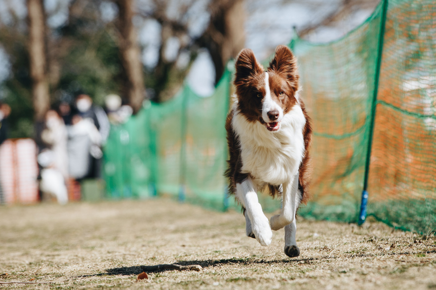 50mスプリント(Border Collie)