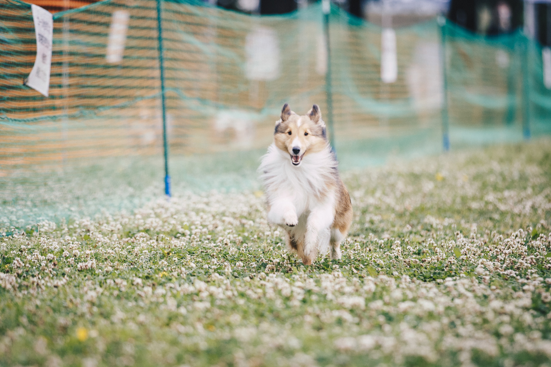 50mスプリント(Shetland Sheepdog)