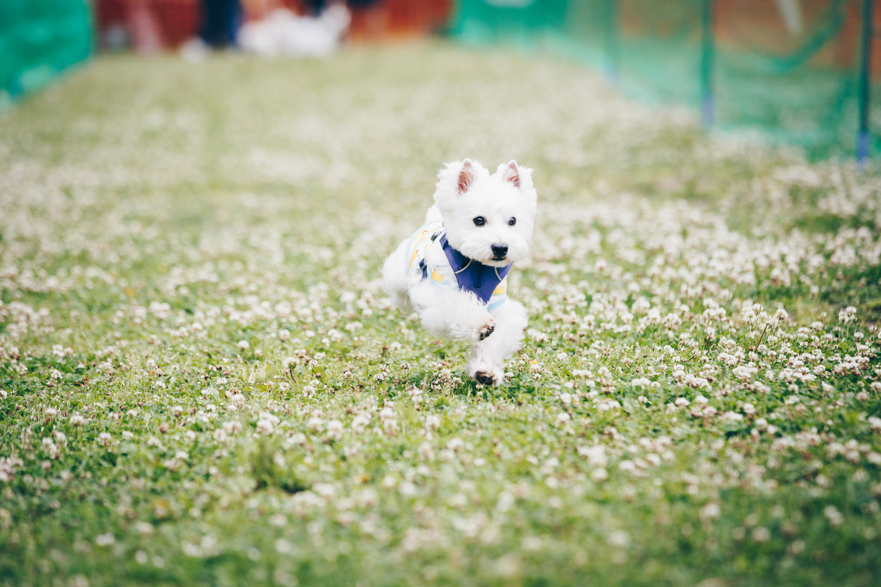 50mスプリント(West Highland White Terrier)