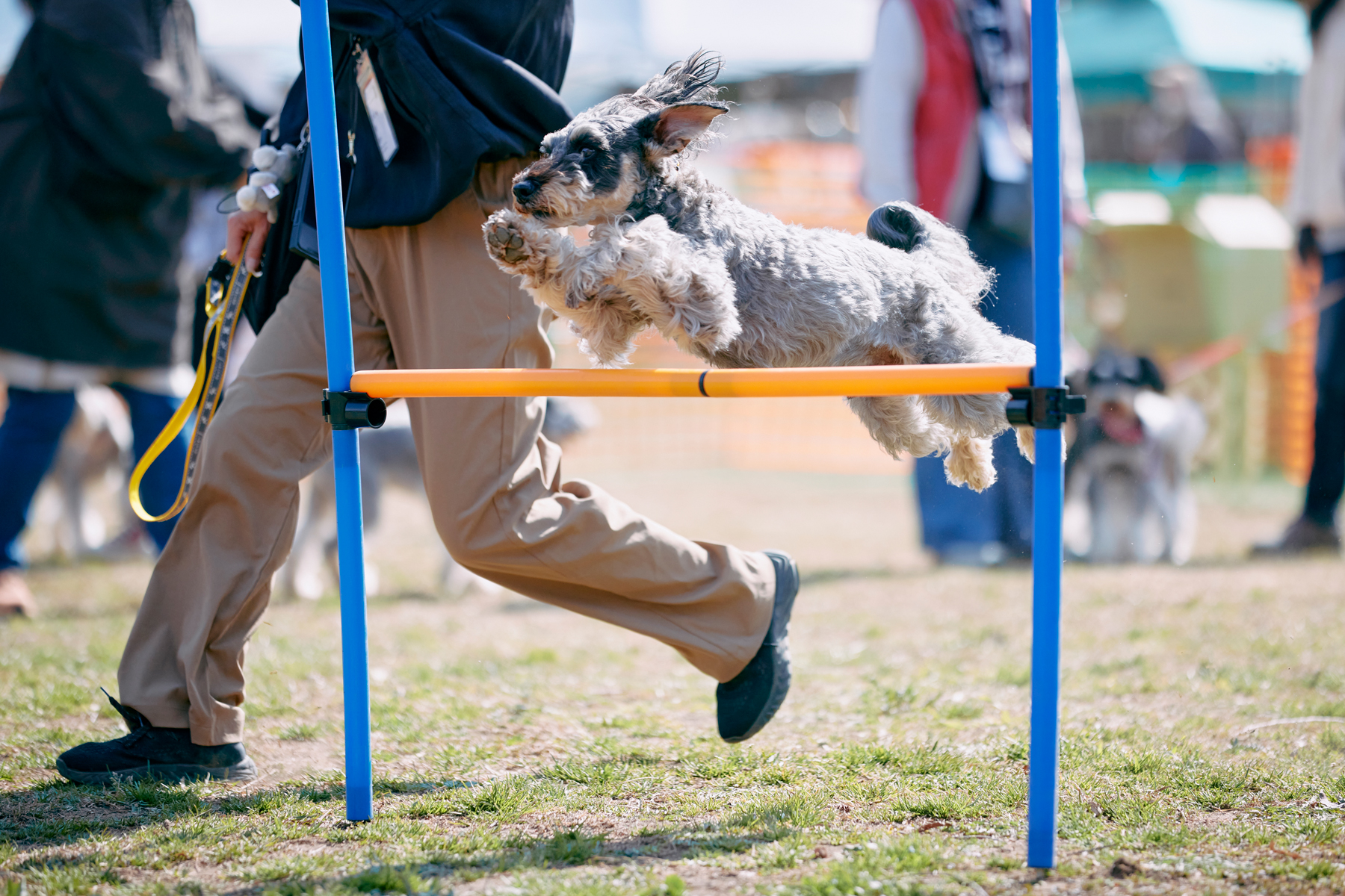 High jump(Schnauzer)