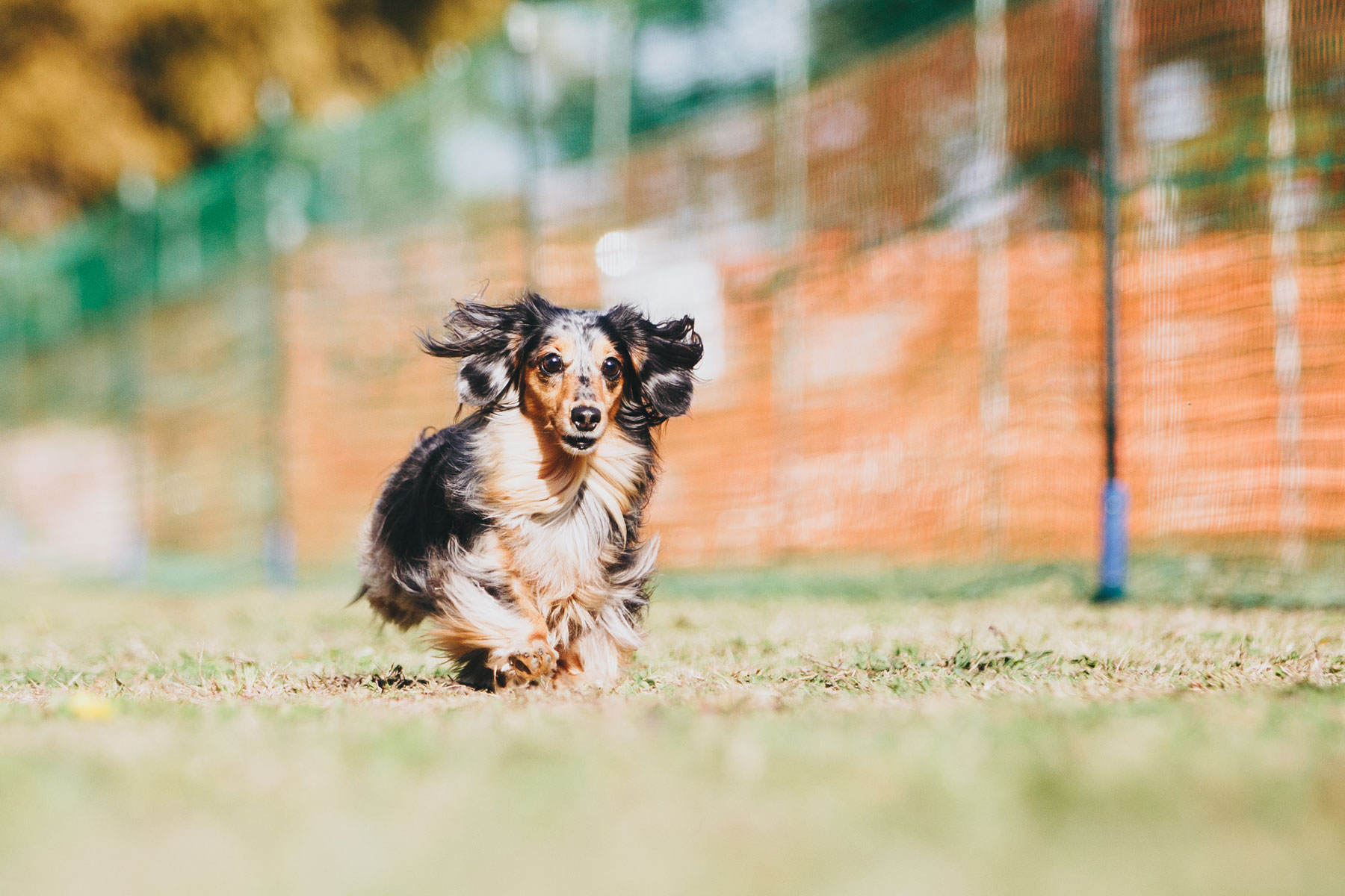 50mスプリント結果発表(Dachshund