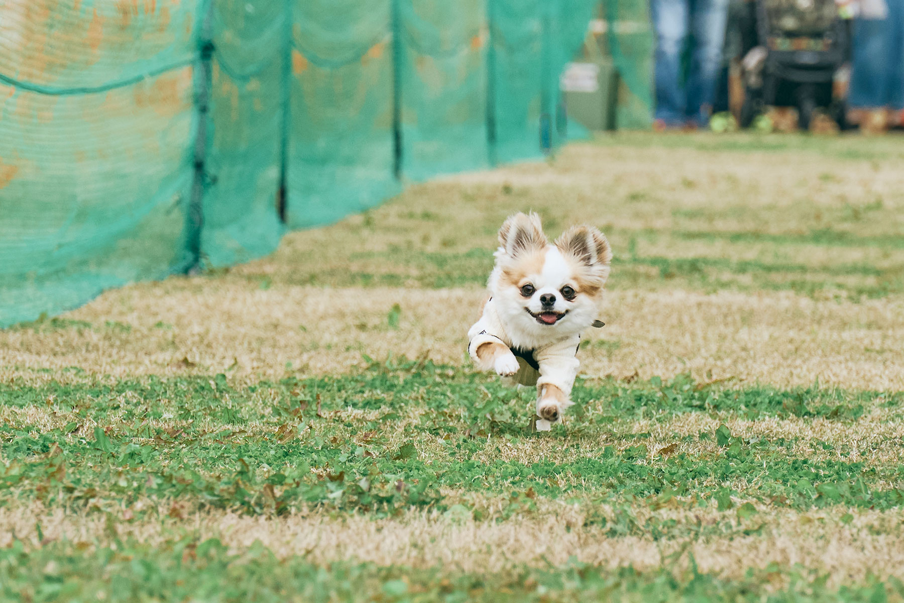 50mスプリント結果発表(Chihuahua)