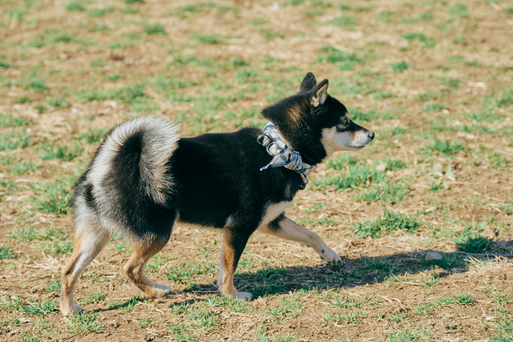 ドッグラン(Shiba)